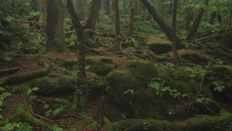 Meer-Aus-Bäumen,-Der-Aokigahara-Jukai-Wald,-Japanischer-Spukort