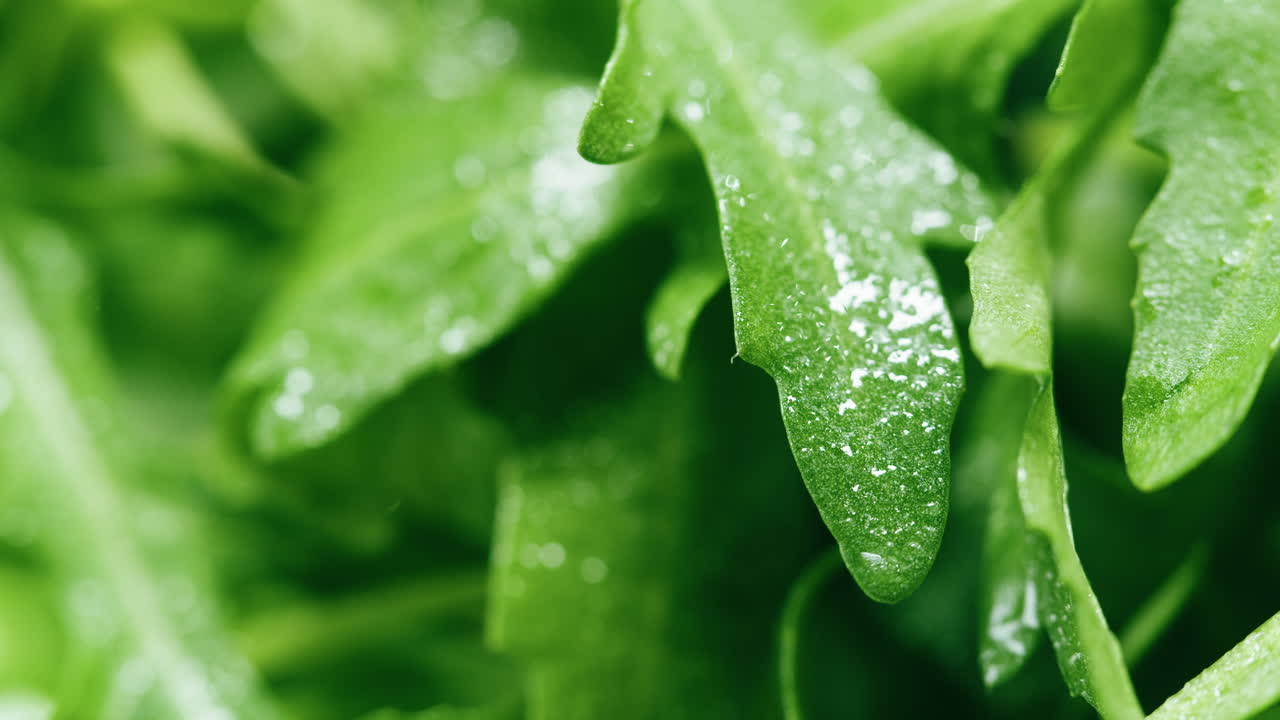Fresh Arugula Leaves