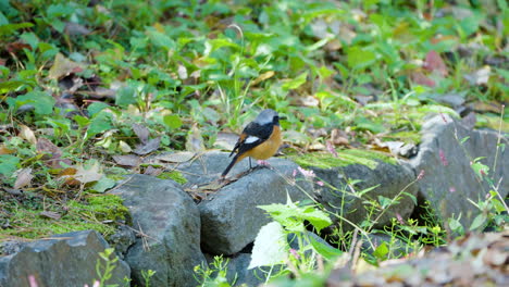 puffed up male daurian redstart perched on stone in japan park in autumn