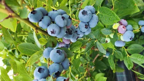 Organic-Ripe-With-Succulent-Berries,-Just-Ready-to-Pick,-Blueberries-Plant-Growing-in-a-Garden-Field