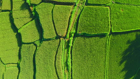 parches de plantaciones de arroz en terrazas de paso verde derecho, ubud, bali