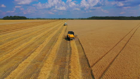 harvesters working in the field. aerial shot of combine working on farm during harvesting