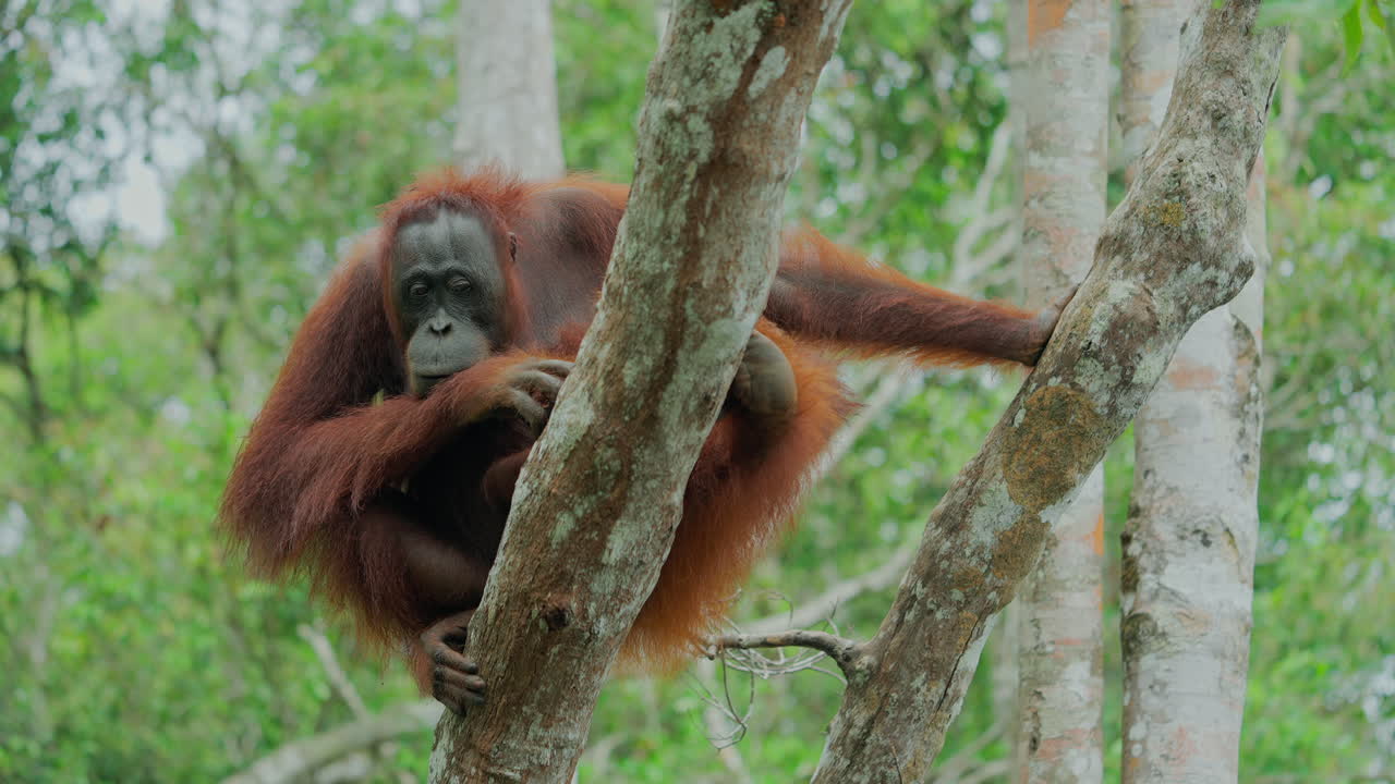 Orangutan in a tree