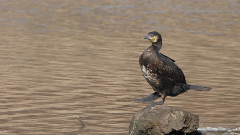 Joven-Cormorán-Grande-Defecando-Y-Acicalándose-Plumas-En-El-Estanque-En-Cámara-Lenta