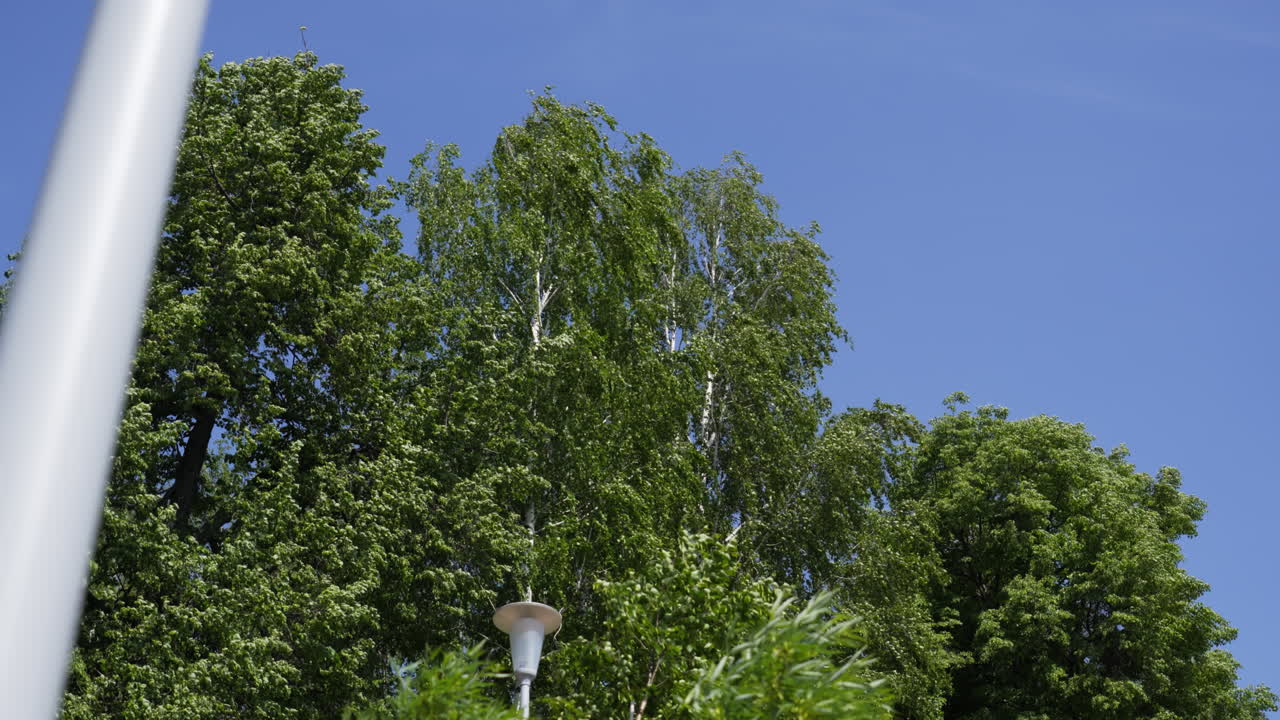 árboles del parque y el cielo