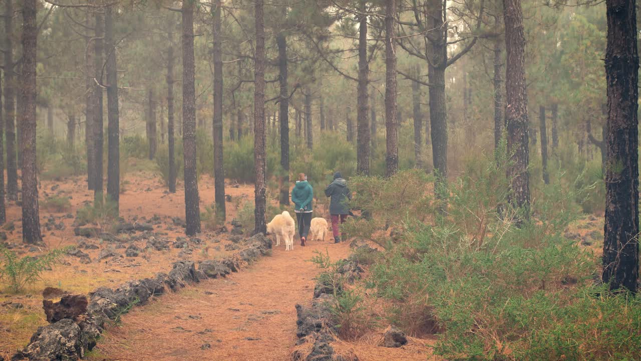 Couple walking dogs in forest on path lined by rocks and ground covered in red orange pine straw. Foggy, misty morning hike in the woods of Tenerife.