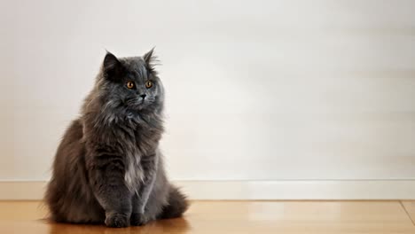 british longhair cat standing on a hardwood floor 2