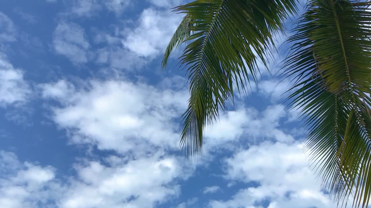 Beautiful deep blue sky with part of a coconut tree on the right side of the frame. White clouds in the sky.