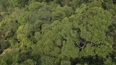 aerial drone dolly shot of lush green tropical, exotic rain forest jungle in thailand