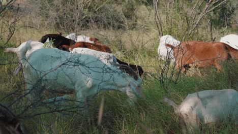 flock of goats eating grass outdoors and moving through bush vegetation, goats are member of the bovidae family of animals, natural environment during sunshine day, domesticated animals concept