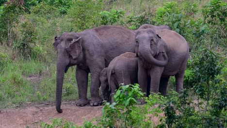 The-Asiatic-Elephants-are-endangered-species-and-they-are-also-residents-of-Thailand