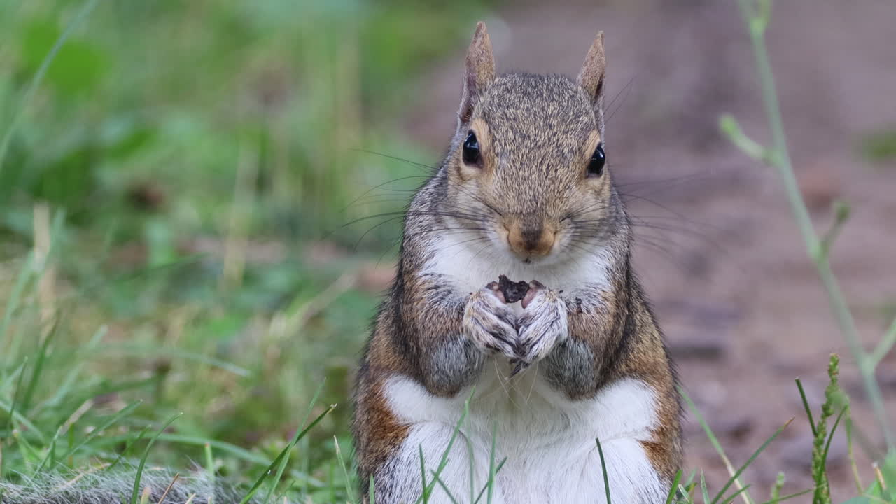 una ardilla comiendo una nuez en el césped