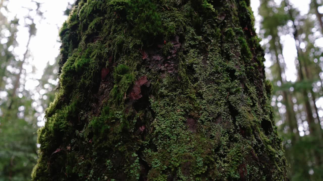 noroeste pacífico, parque regional del espíritu del pacífico en vancouver, columbia británica clip de hermosos árboles forestales