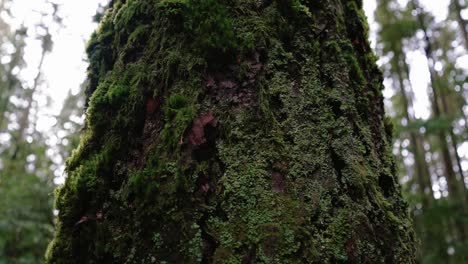 Pacific-Northwest,-Pacific-Spirit-Regional-Park-in-Vancouver,-British-Columbia-Beautiful-forest-trees-clip