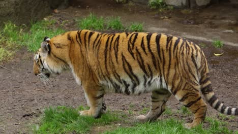 tiger walking in wet forest side profile