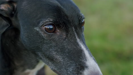 greyhound pet animal closeup