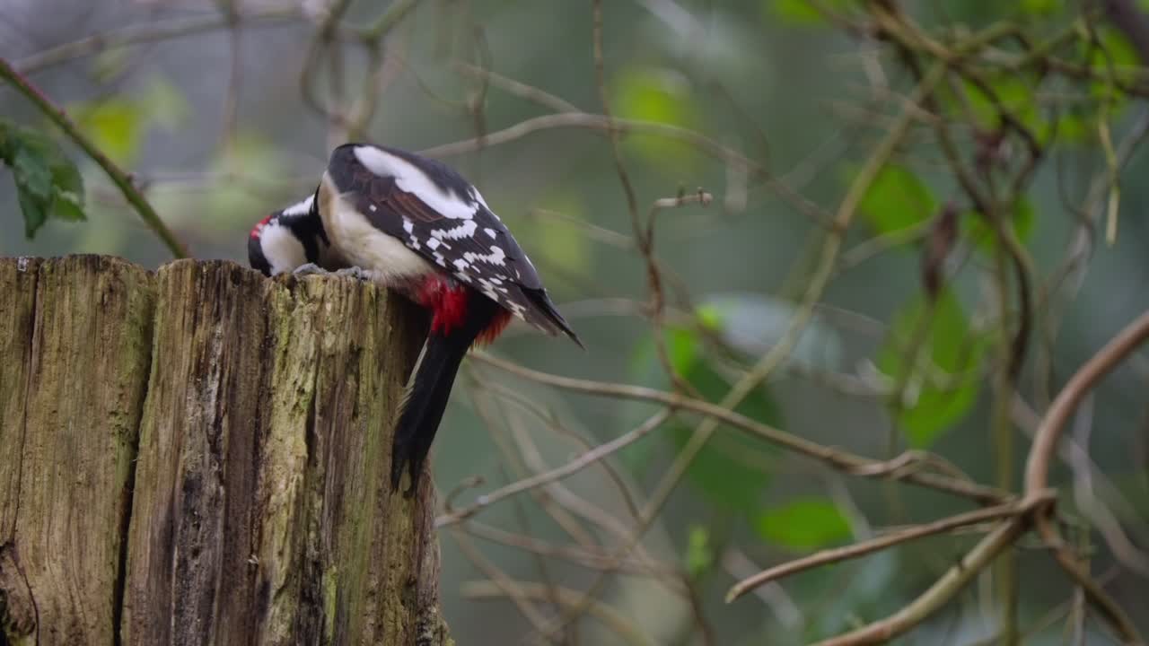 Great spotted woodpecker remains still on bark, soft forest background, quiet and calm scene