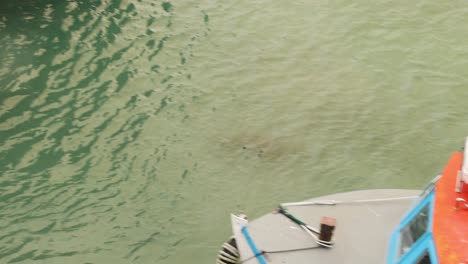 hand-held tracking shot of a brown seal swimming in newquay harbour towards a fishing boat