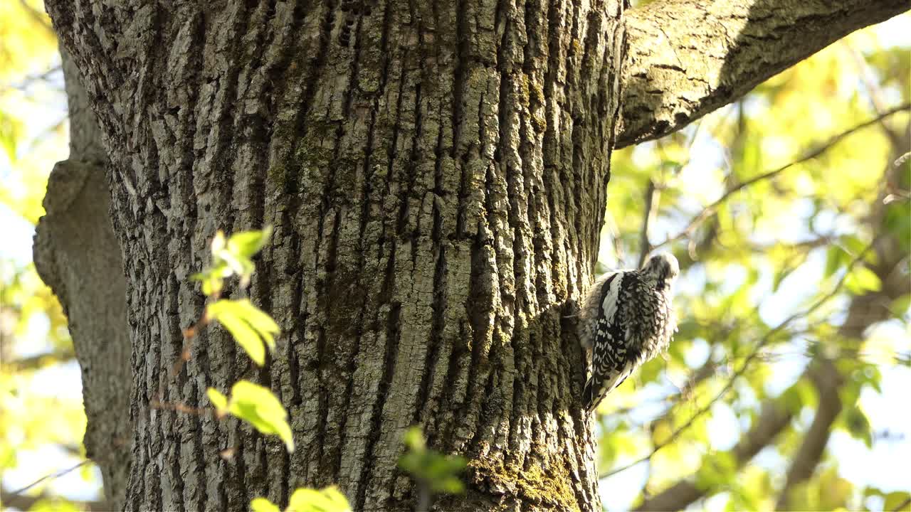pájaro chupasavia de vientre amarillo sentado en el lado del tronco del árbol en un día soleado, vista estática de cerca