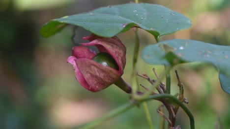 Die-Exotischen-Wildfrüchte-Und-Die-Flora-Im-Tropischen-Land