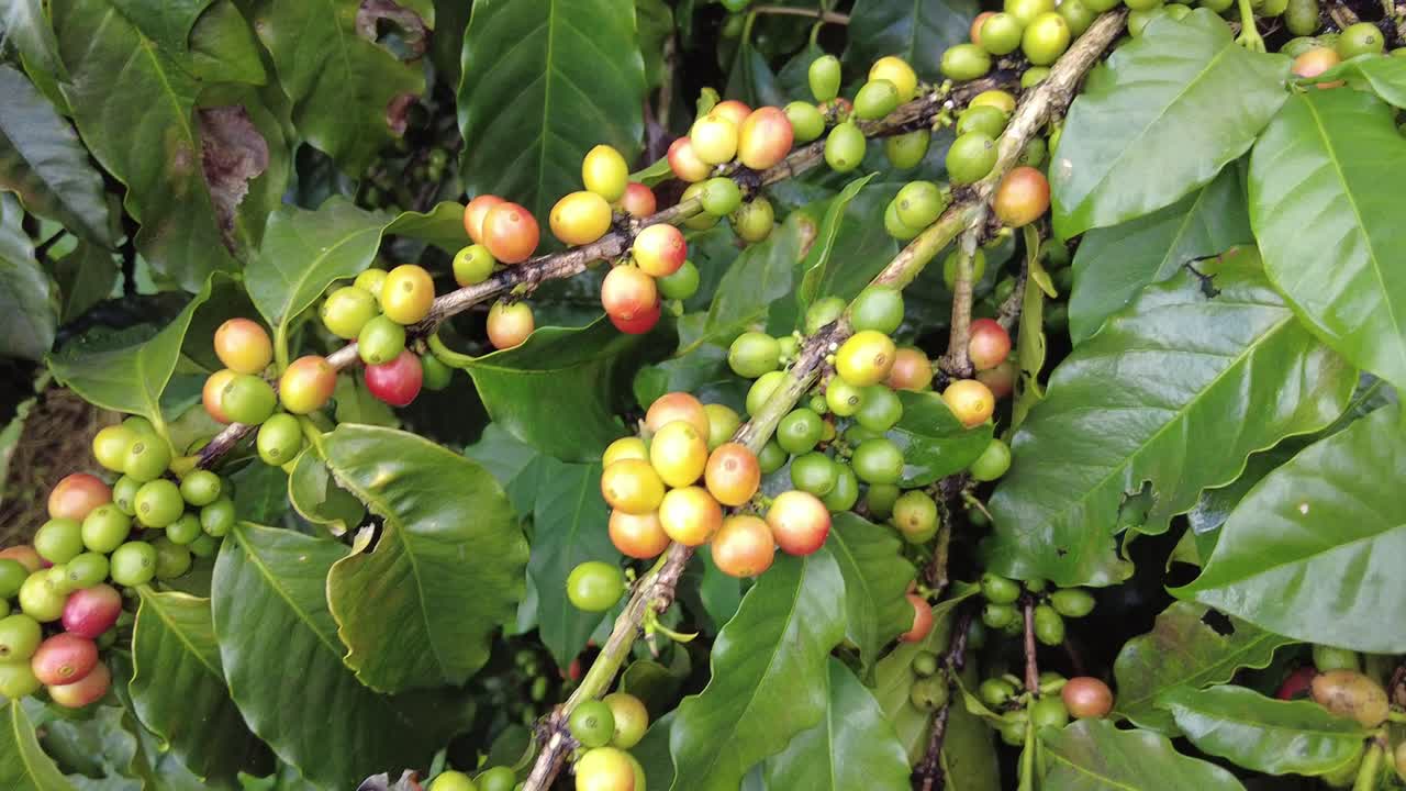 자메이카, 카리브해, 중미에 있는 블루 마운틴