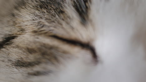 ojo de gato en macro de primer plano. detalle del animal de compañía