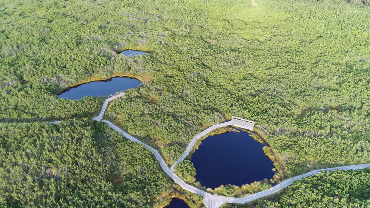 panoramic aerial view of Lovrenska Lakes, Mislinja. Pristine pine tree forest