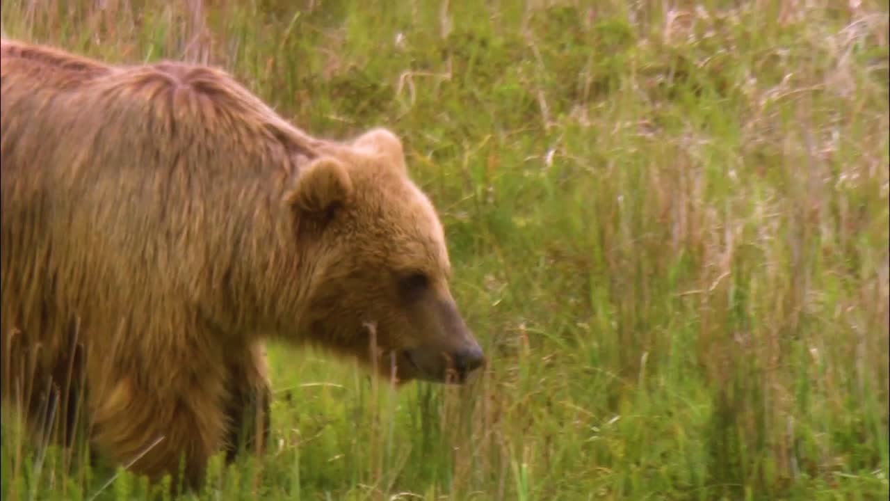 Un orso bruno cammina nella natura selvaggia del Nord America.
