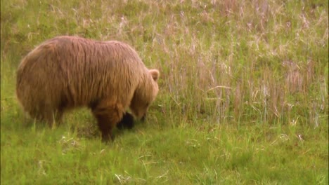 un oso pardo camina en estado salvaje en américa del norte