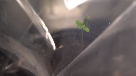 cannabis seedling covered with plastic growing in house garden