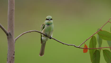 fly in of a juvenile small green bee-eater with a kill and landing on the perch in green front on