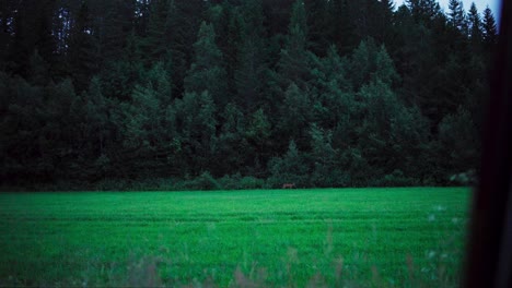 Vista-Lejana-De-Los-Animales-Que-Pastan-En-Pastos-Verdes-Con-árboles-De-Coníferas-En-Segundo-Plano.