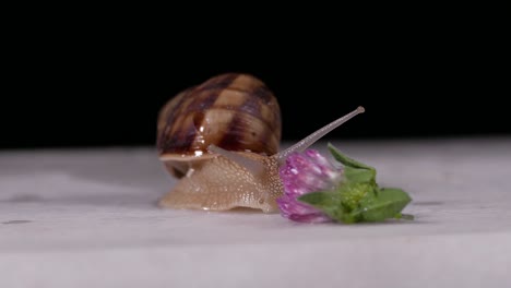 Close-up-of-a-snail-slowly-creeping-in-the-sunset-sunlight