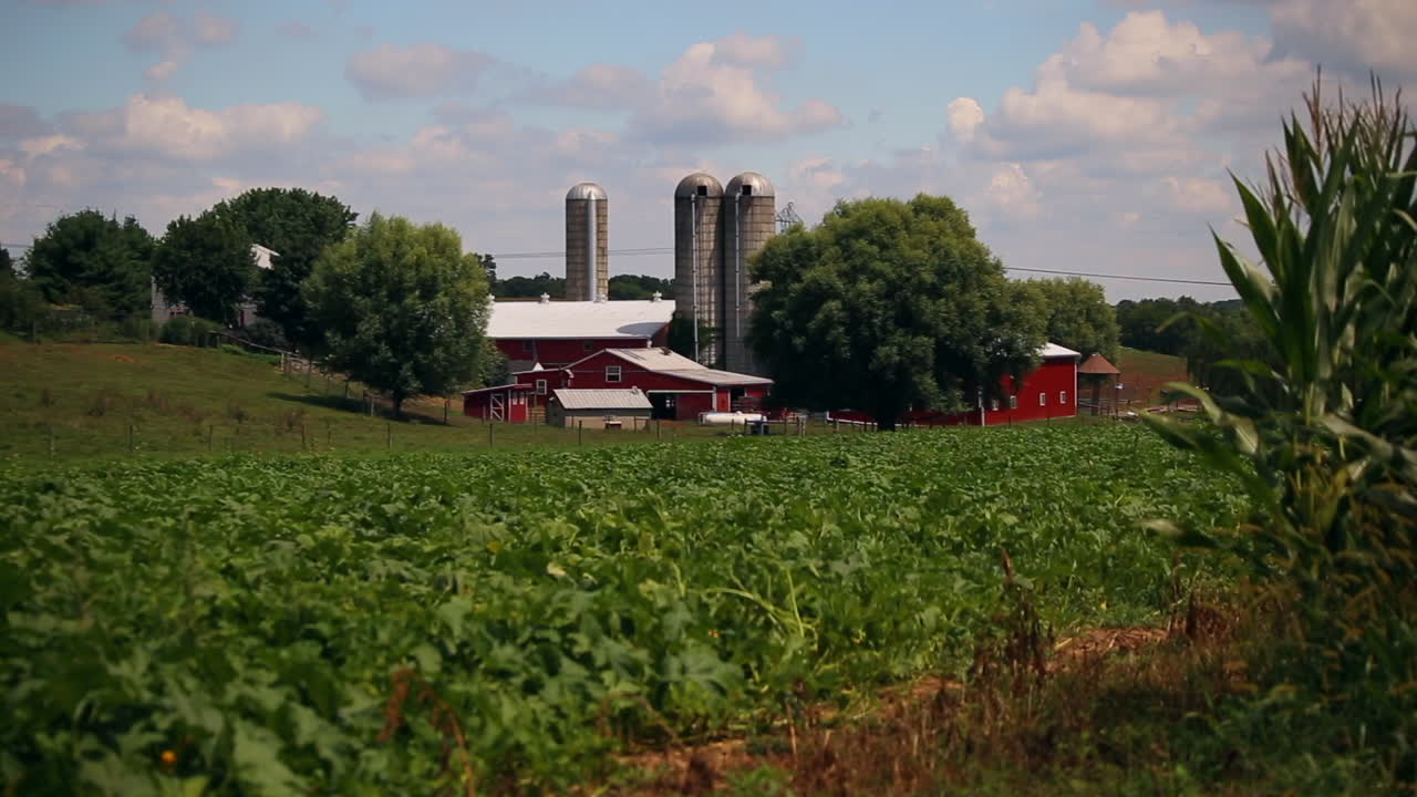 tierras de cultivo amish en el verano