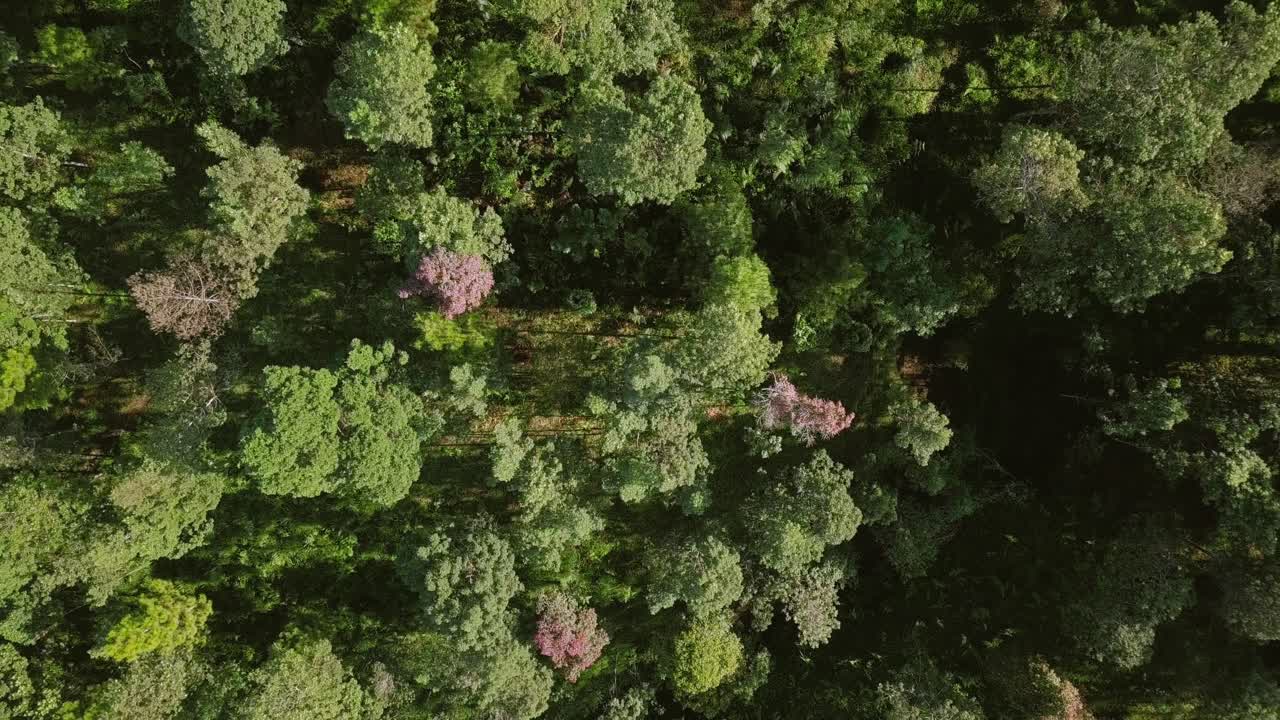 disparo de drones hacia arriba o cohetes de árboles verdes del bosque durante la mañana soleada