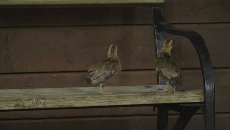 Young-Swedish-Dwarf-Chickens-On-A-Bench