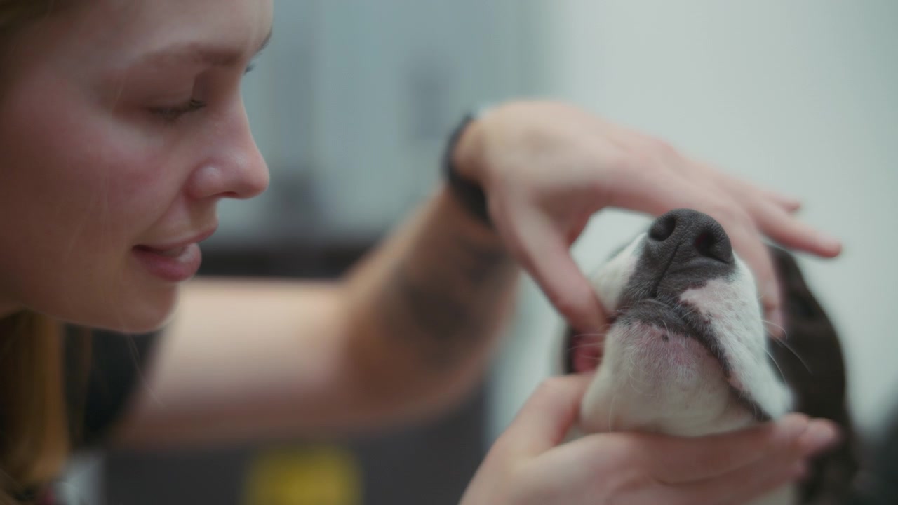 Veterinario che controlla i denti di cane
