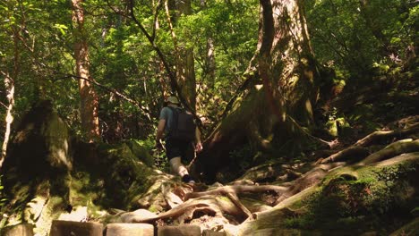 man walking into mononoke forest on yakushima island, japan