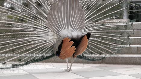 magnificent peacock courtship display