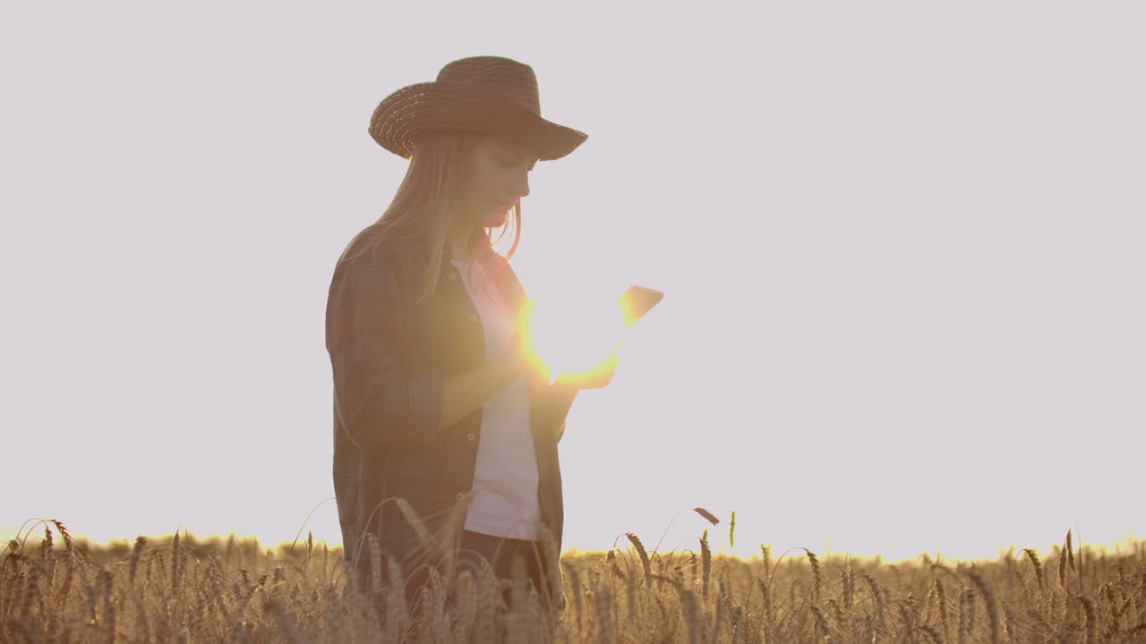 joven agricultora en el campo de trigo en el fondo del atardecer. una niña recoge espigas de trigo y luego usa una tableta. el agricultor se está preparando para la cosecha