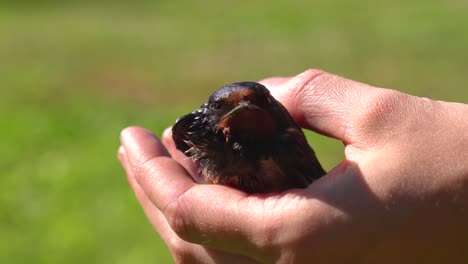 Persona-Que-Sostiene-Suavemente-En-La-Mano-El-Pájaro-Golondrina-Herido-Y-Exhausto,-Letonia