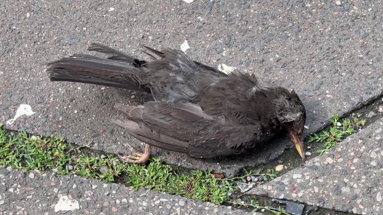 Dead black bird close up