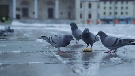 pigeons eating stale bread on the ground in a city square