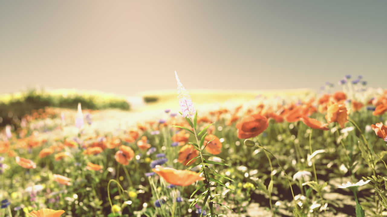 Vibrant wildflower field during golden hour with colorful blossoms