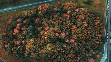 colorful grove of autumn trees along a11 road at croxton road near thetford, norfolk, uk