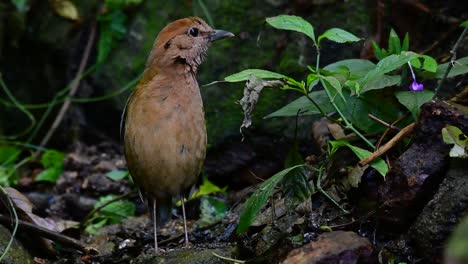 la pitta de nuca oxidada es un ave confiada que se encuentra en hábitats de bosques montañosos de gran altura, hay muchos lugares en tailandia para encontrar esta ave