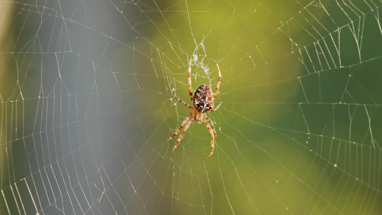 Spider delicately eating a small insect in its intricate web during golden hour.