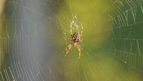 spider delicately eating a small insect in its intricate web during golden hour.