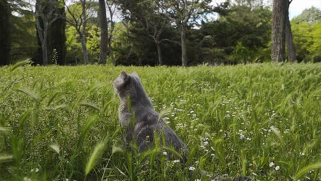 a cat is in the middle of a green field looking at the surrounding nature, montpellier - france
