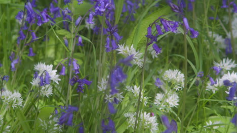 slow motion of cornish bluebells and wild garlic flowers in springtime at enys gardens in cornwall, england